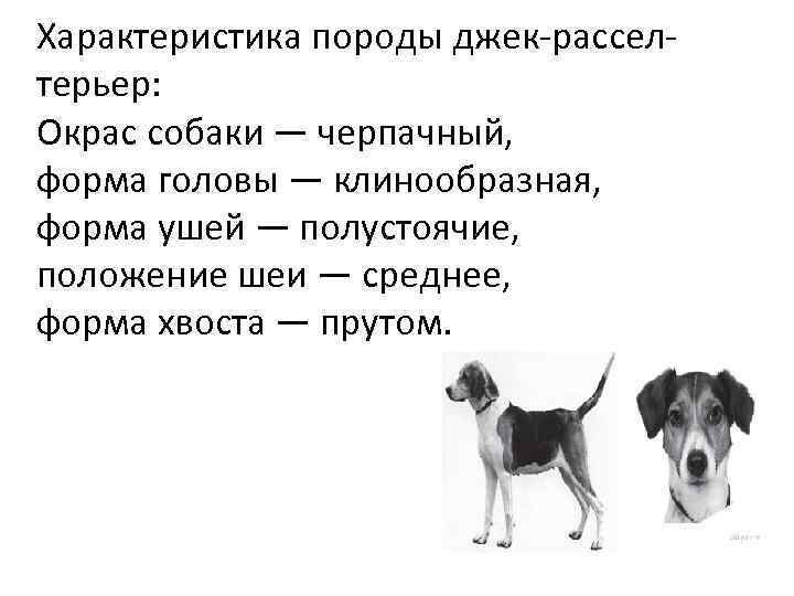 Характеристика породы джек рассел терьер: Окрас собаки — черпачный, форма головы — клинообразная, форма