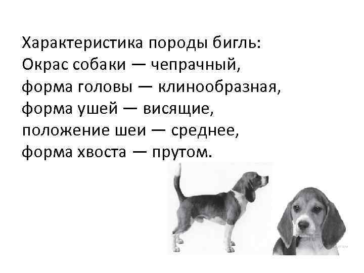 Характеристика породы бигль: Окрас собаки — чепрачный, форма головы — клинообразная, форма ушей —