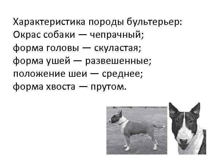 Характеристика породы бультерьер: Окрас собаки — чепрачный; форма головы — скуластая; форма ушей —