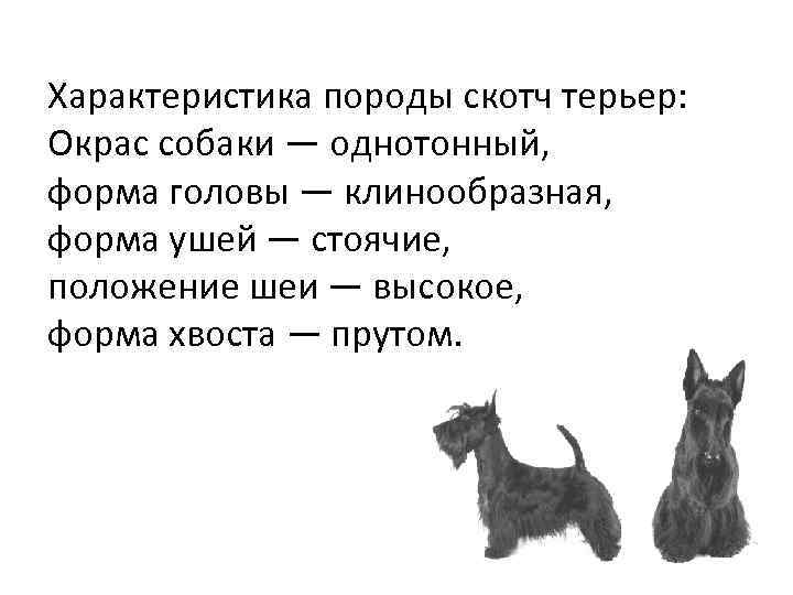 Характеристика породы скотч терьер: Окрас собаки — однотонный, форма головы — клинообразная, форма ушей