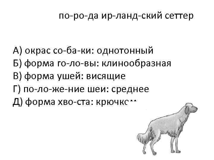 по ро да ир ланд ский сеттер А) окрас со ба ки: однотонный Б)