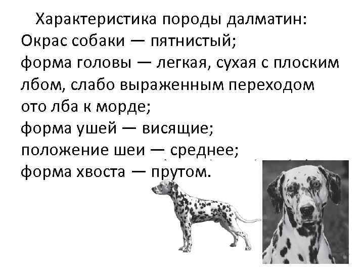  Характеристика породы далматин: Окрас собаки — пятнистый; форма головы — легкая, сухая с