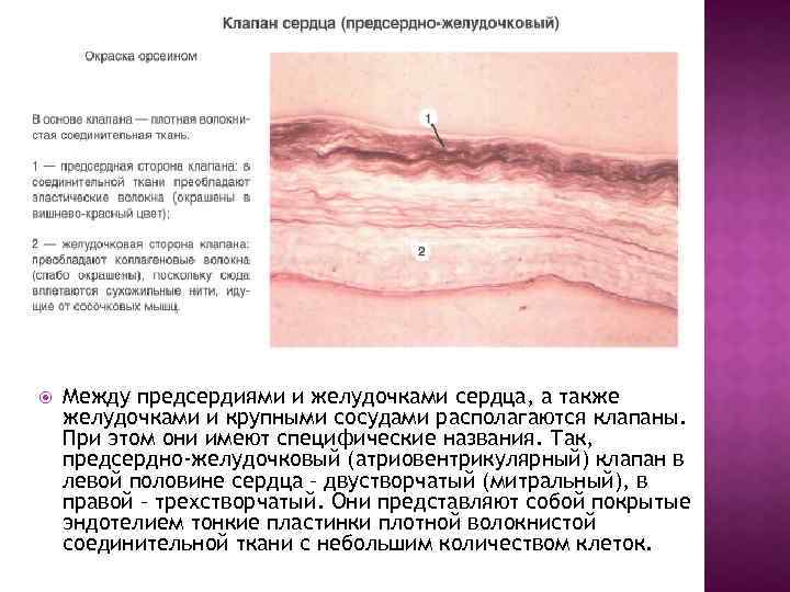  Между предсердиями и желудочками сердца, а также желудочками и крупными сосудами располагаются клапаны.