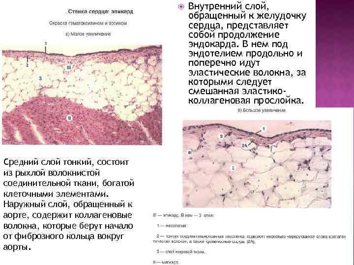  Средний слой тонкий, состоит из рыхлой волокнистой соединительной ткани, богатой клеточными элементами. Наружный