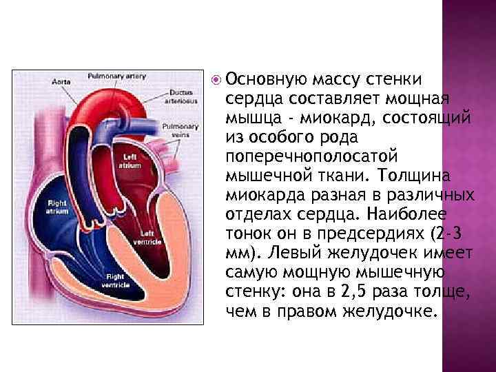 Наличие толстой мышечной стенки и мелких камней. Основную массу стенки сердца составляет мощная мышца. Стенки сердца. Толщина миокарда. Толщина стенок сердца.