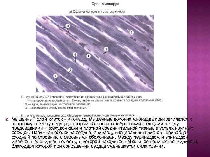 Миокард гистология рисунок