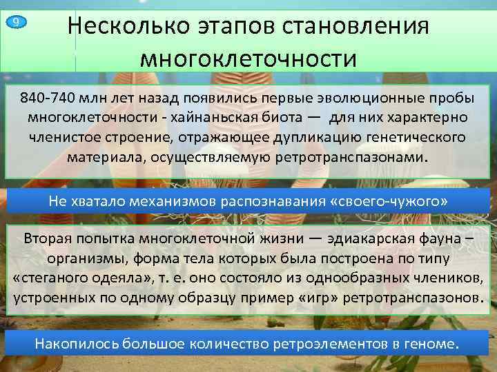 9 Несколько этапов становления многоклеточности 840 -740 млн лет назад появились первые эволюционные пробы