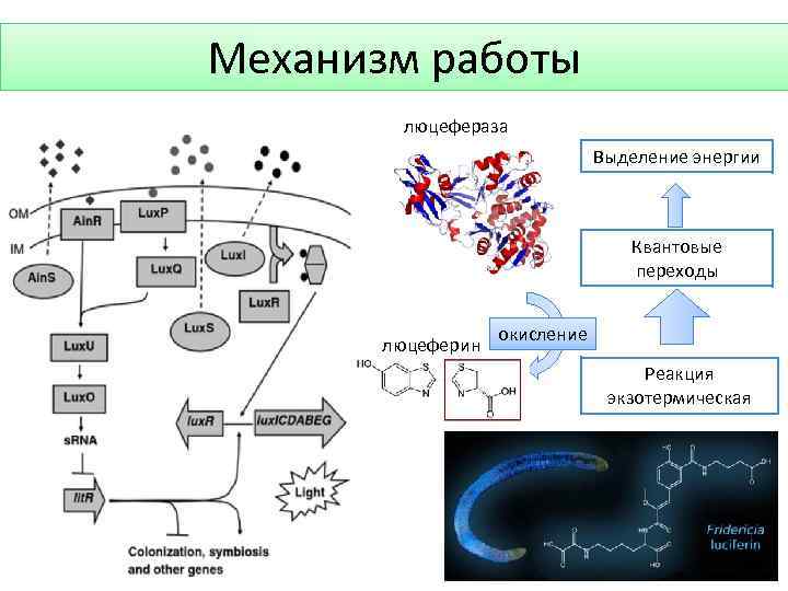 Механизм работы люцефераза Выделение энергии Квантовые переходы люцеферин окисление Реакция экзотермическая 