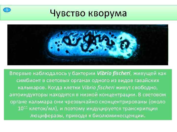 1 Чувство кворума— способность некоторых микроорганизмов «общаться» и координировать своё поведение за счёт секреции