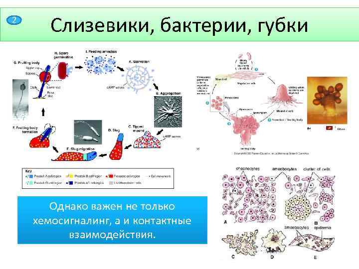 2 Слизевики, бактерии, губки Однако важен не только хемосигналинг, а и контактные взаимодействия. 