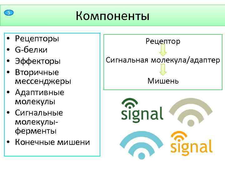 5 Компоненты Рецепторы G-белки Эффекторы Вторичные мессенджеры • Адаптивные молекулы • Сигнальные молекулыферменты •