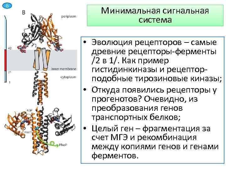 6 Минимальная сигнальная система • Эволюция рецепторов – самые древние рецепторы-ферменты /2 в 1/.