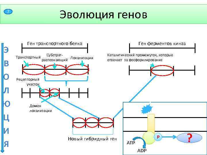 Эволюция генов 7 Э В О Л Ю Ц И Я Ген транспортного белка