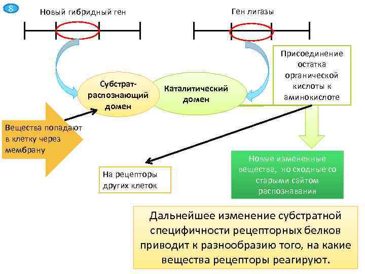 8 Ген лигазы Новый гибридный ген Субстратраспознающий домен Вещества попадают в клетку через мембрану