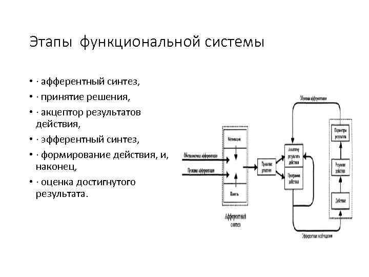 Этапы функциональной системы • · афферентный синтез, • · принятие решения, • · акцептор