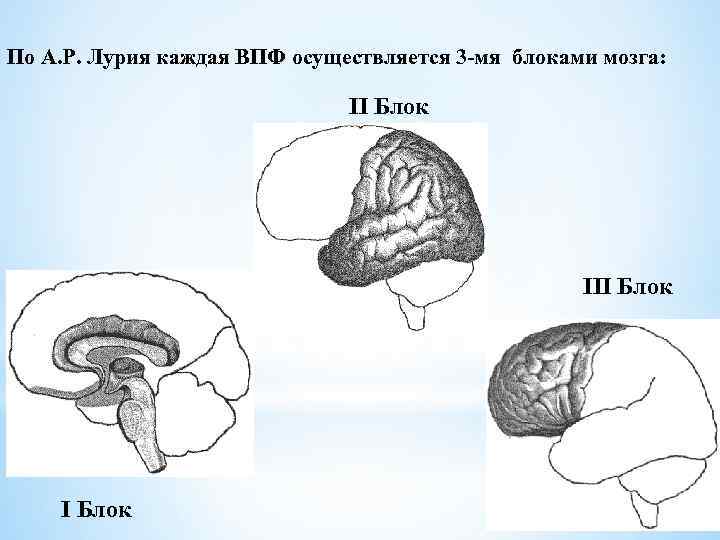 По А. Р. Лурия каждая ВПФ осуществляется 3 -мя блоками мозга: II Блок 