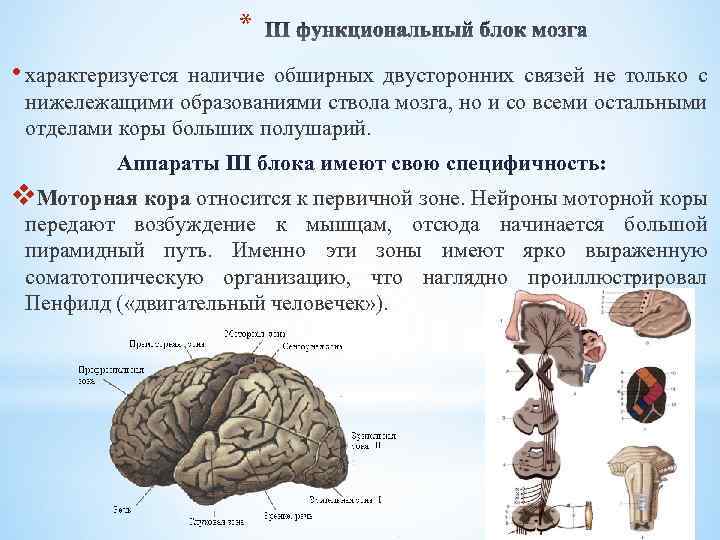 * • характеризуется наличие обширных двусторонних связей не только с нижележащими образованиями ствола мозга,