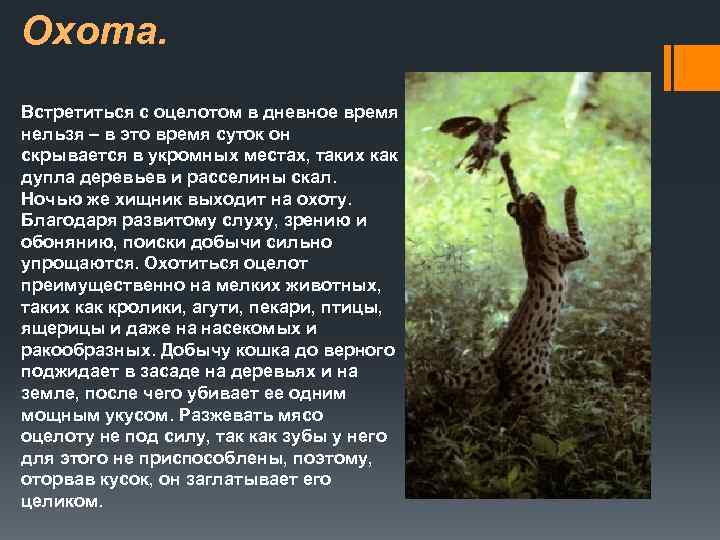 Охота. Встретиться с оцелотом в дневное время нельзя – в это время суток он