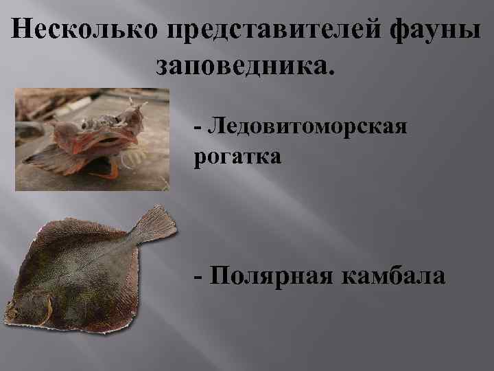 Несколько представителей фауны заповедника. - Ледовитоморская рогатка - Полярная камбала 