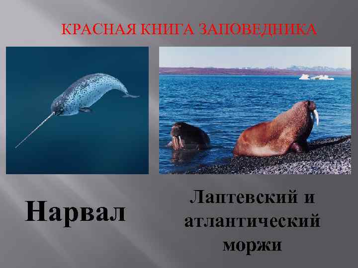 КРАСНАЯ КНИГА ЗАПОВЕДНИКА Нарвал Лаптевский и атлантический моржи 