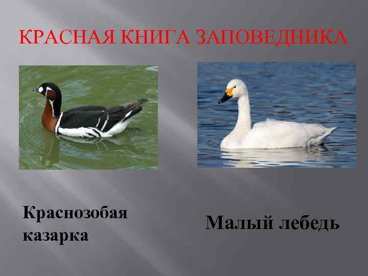 КРАСНАЯ КНИГА ЗАПОВЕДНИКА Краснозобая казарка Малый лебедь 