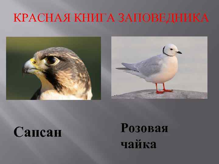 КРАСНАЯ КНИГА ЗАПОВЕДНИКА Сапсан Розовая чайка 