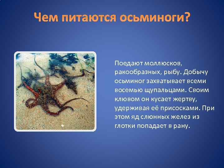 Группе относится осьминог. Осьминог интересные факты. Чем питается осьминог. Сообщение о осьминоге. Доклад про осьминога.