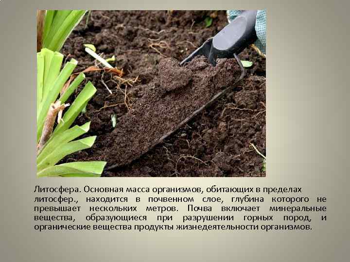 Литосфера. Основная масса организмов, обитающих в пределах литосфер. , находится в почвенном слое, глубина