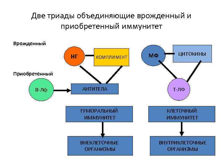 Две триады объединяющие врожденный и приобретенный иммунитет Врожденный НГ КОМПЛИМЕНТ МФ ЦИТОКИНЫ Приобретенный В-Лф