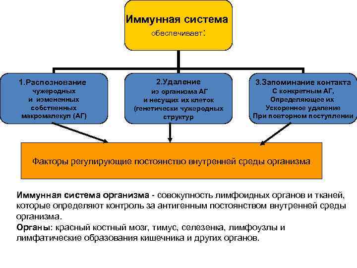 Система комплемента иммунология презентация