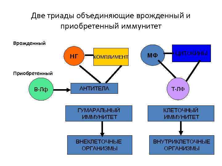 Иммунитет врожденный и приобретенный схема