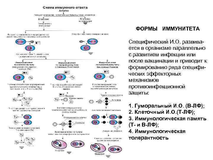 Схема клеточного иммунного ответа