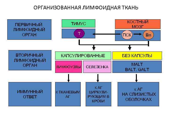 Вторичный иммунный ответ схема