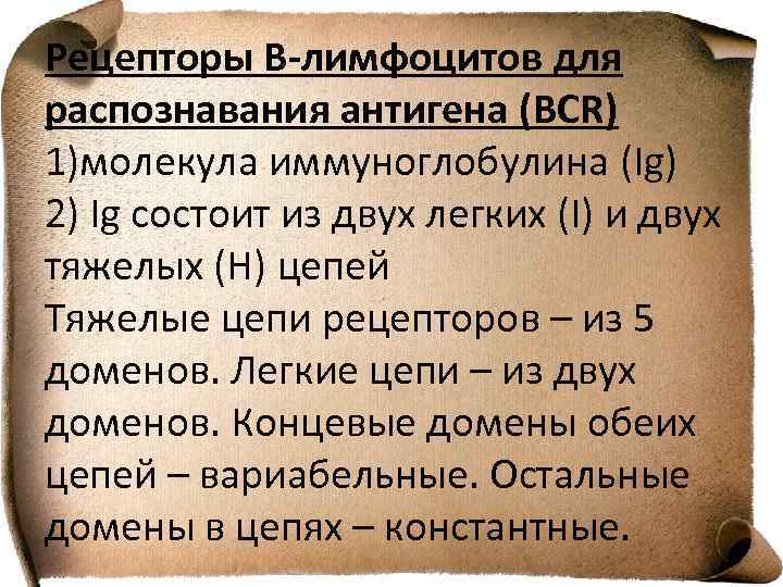 Рецепторы В-лимфоцитов для распознавания антигена (BCR) 1)молекула иммуноглобулина (Ig) 2) Ig состоит из двух