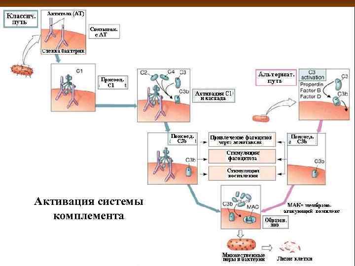 Активация системы комплемента 