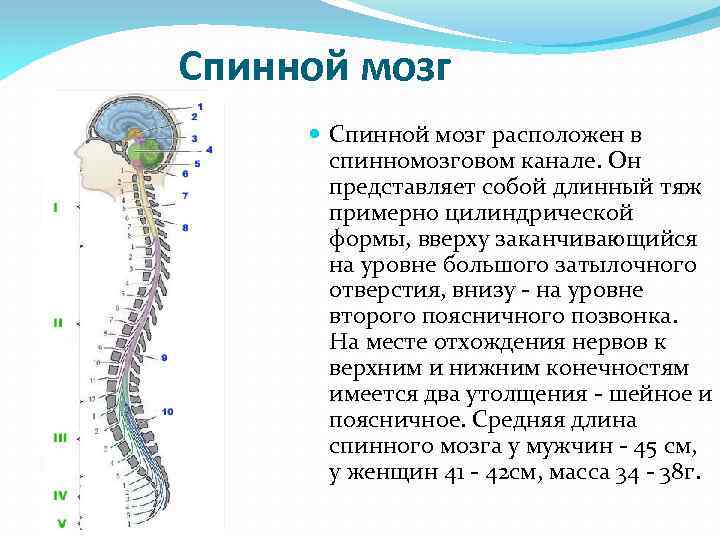  Спинной мозг расположен в спинномозговом канале. Он представляет собой длинный тяж примерно цилиндрической