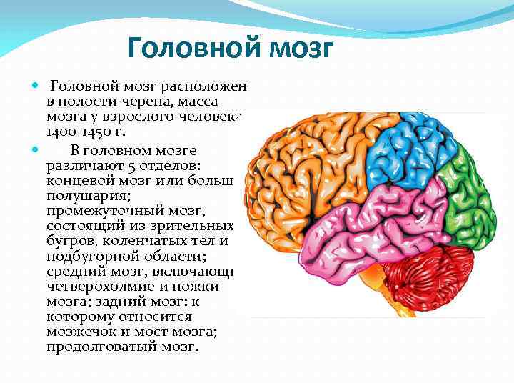  Головной мозг расположен в полости черепа, масса мозга у взрослого человека 1400 -1450
