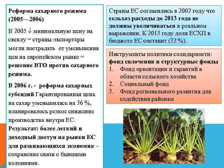 Реформа сахарного режима (2005— 2006) В 2005 минимальную цену на свеклу = страны-экспортеры могли