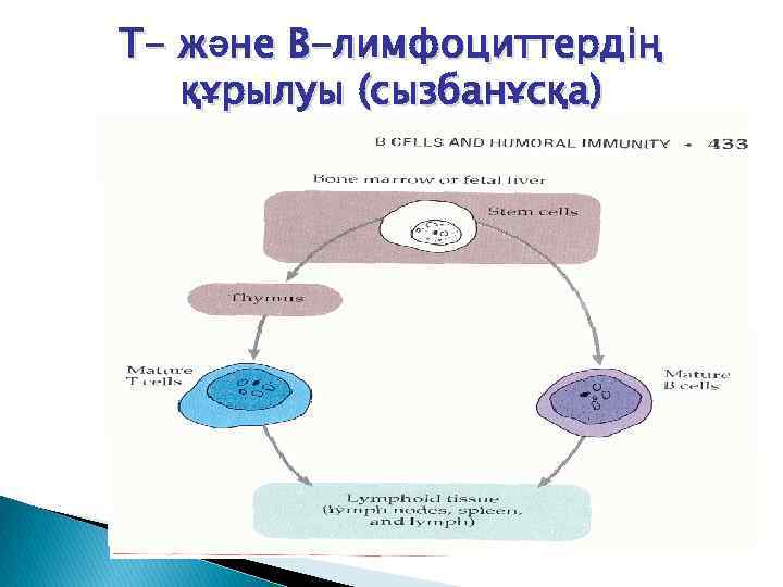 Т- және В-лимфоциттердің құрылуы (сызбанұсқа) 