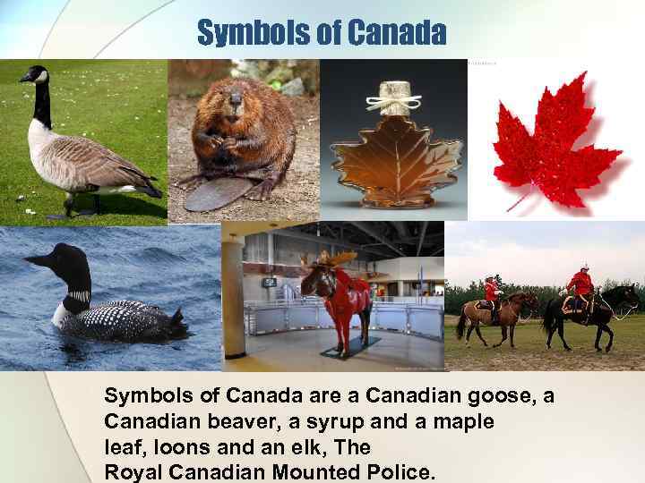 Symbols of Canada are a Canadian goose, a Canadian beaver, a syrup and a