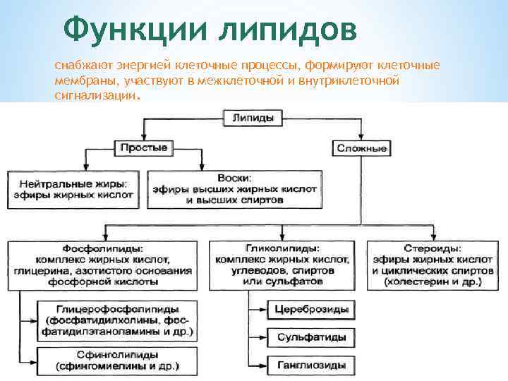 Функции липидов снабжают энергией клеточные процессы, формируют клеточные мембраны, участвуют в межклеточной и внутриклеточной