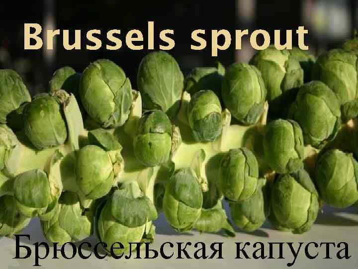 Brussels sprout Брюссельская капуста 