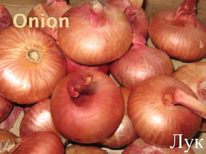 Onion Лук 