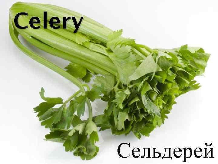 Celery Сельдерей 