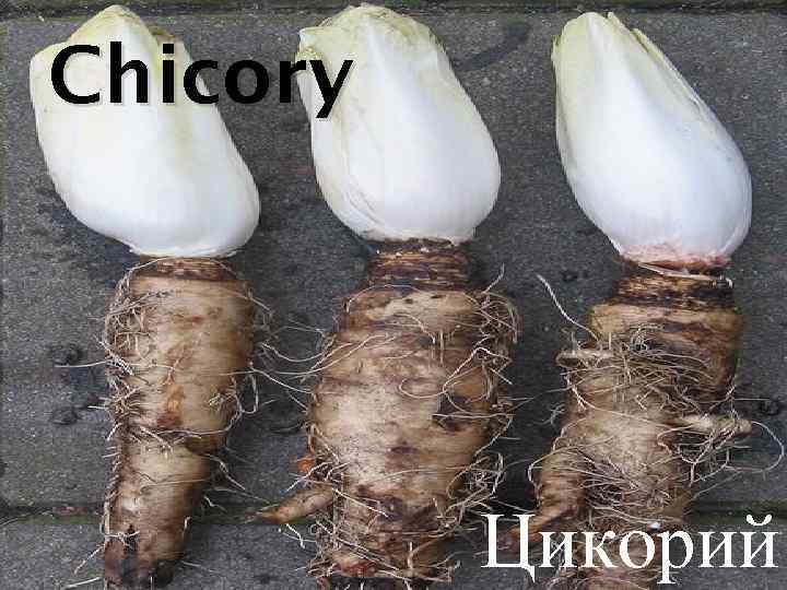 Chicory Цикорий 