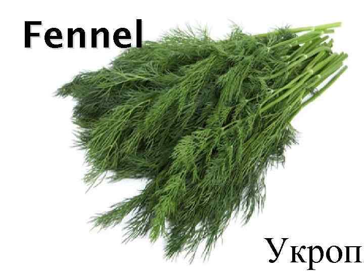 Fennel Укроп 