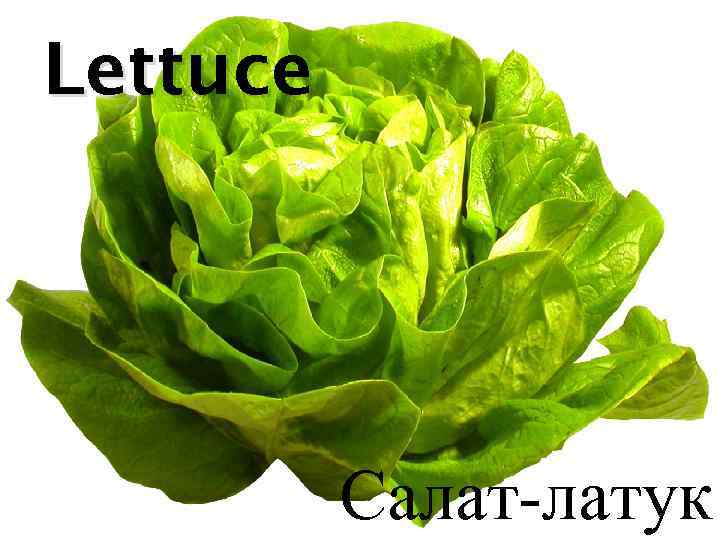 Lettuce Салат-латук 