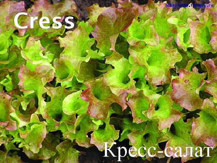 Cress Кресс-салат 
