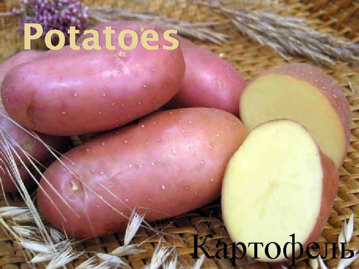 Potatoes Картофель 