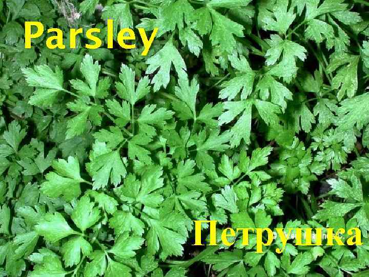 Parsley Петрушка 